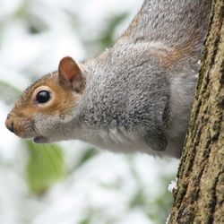 Close-up of squirrel on tree