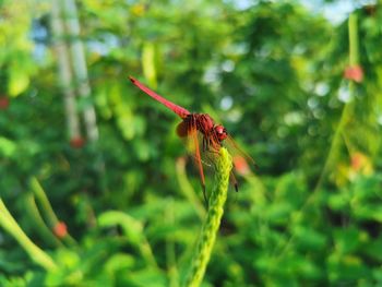 Close-up of dragonfly on plant