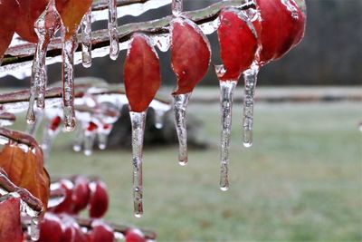 Close-up of frozen fruit hanging from water