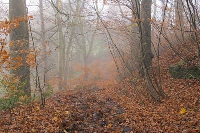 Full frame shot of trees in forest during autumn