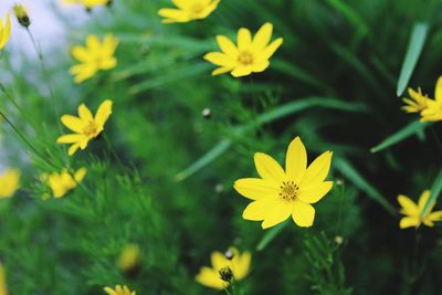 Close-up of yellow flowers blooming outdoors