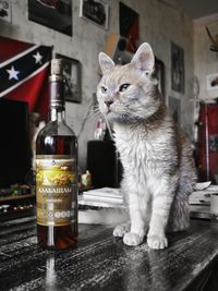 Cat sitting on table