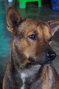 Close-up of dog looking away