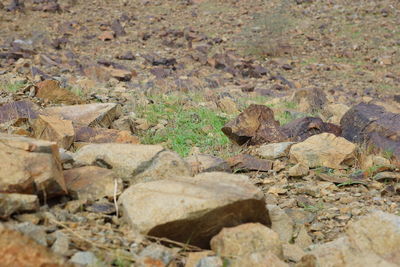 High angle view of lizard on field