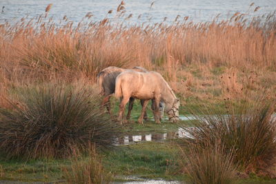 Horse standing on field