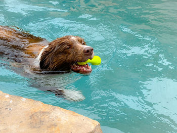 High angle view of dog swimming in pool