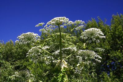 Close-up of flowering plants against blue sky