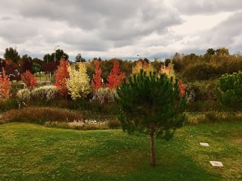 Trees on field against sky