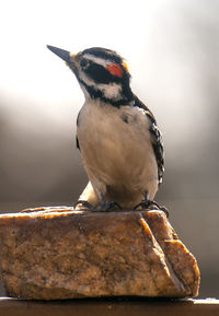 Woodpecker looks around from a small rock