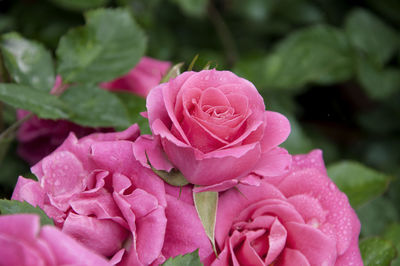 Close-up of pink rose blooming outdoors