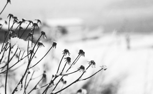 Close-up of plant against blurred background