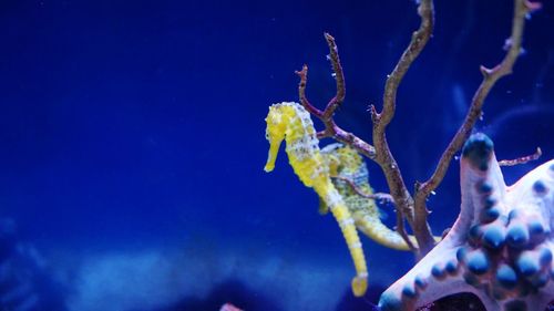 Close-up of jellyfish swimming in sea