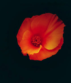 Close-up of poppy over black background