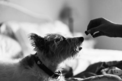 Close-up of a dog at home