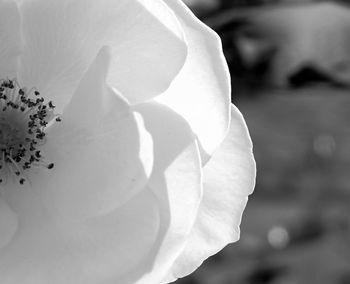 Close-up of fresh white flower blooming in water