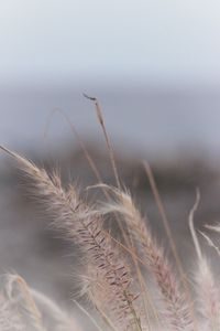 Close-up of crops on field against sky