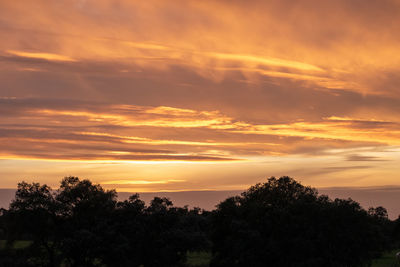 Low angle view of silhouette trees against sky during sunset