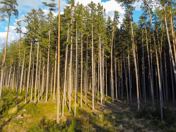 Pine trees in forest