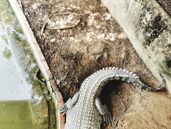 High angle view of lizard on wood