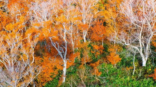 View of trees in forest during autumn