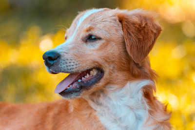 Close-up of dog looking away