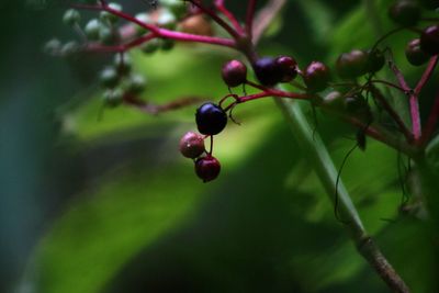 Close-up of berries on tree