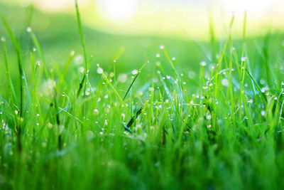 Full frame shot of grass on field