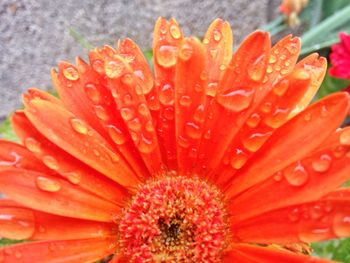 Close-up of red flowers