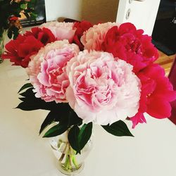 Close-up of pink roses