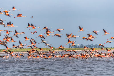 Flight of a big flock of andean flamingos, phoenicoparrus andinus, from the ansenuza sea, argentina.