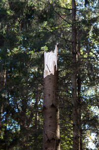 Low angle view of tree in forest