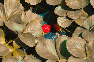 High angle view of strawberries by plants on table