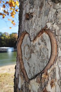 Close-up of heart shape on tree trunk