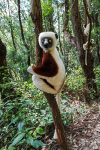 View of an animal on tree trunk