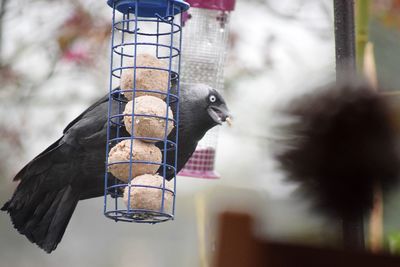 Close-up of bird feeder