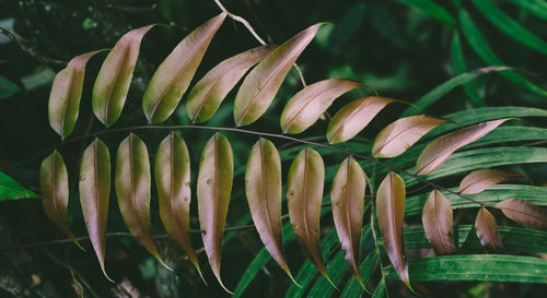 Close-up of fern leaves in nature