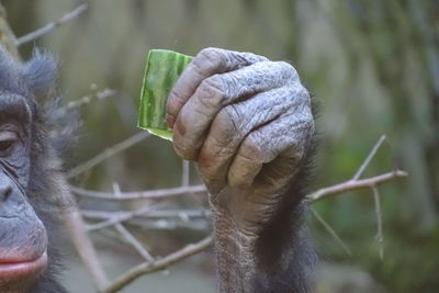 Monkey grabbing a green leaf.