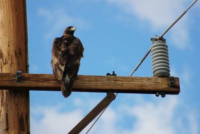 Low angle view of bird perching on wood against sky