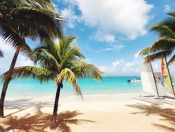 Palm trees on beach against sky