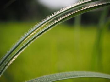 Close-up of fresh green plant on field