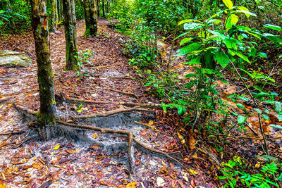 Trees in forest