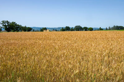 Scenic view of field against clear sky