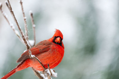 Close-up of a bird perching on branch