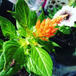 Close-up of orange flower