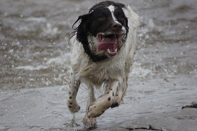 Portrait of dog running on beach