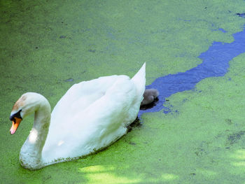 High angle view of swan floating on lake