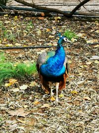 High angle view of peacock on field