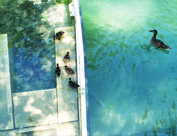 High angle view of ducks swimming on lake