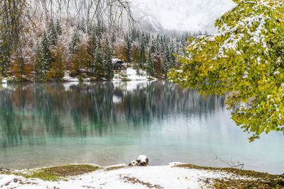 Scenic view of lake in forest