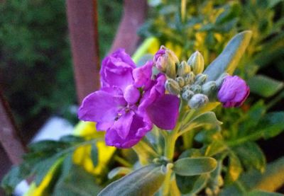 Close-up of purple flowers blooming outdoors